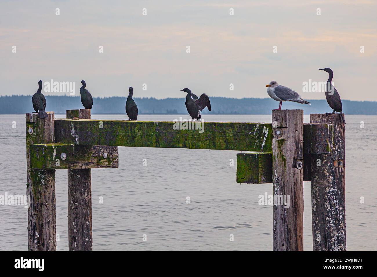 Cormorants and a seagull resting on wooden pilings in Sidney British Columbia Canada Stock Photo