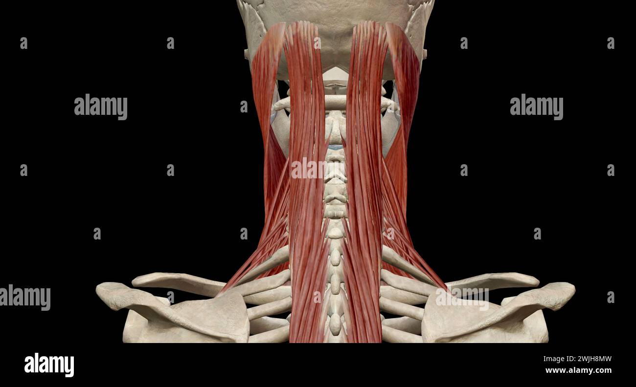 Rotation of neck hi-res stock photography and images - Alamy