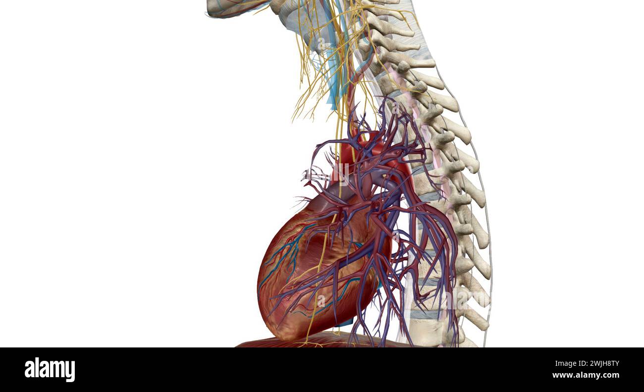 Peripheral nerves, they relay information between your brain and the