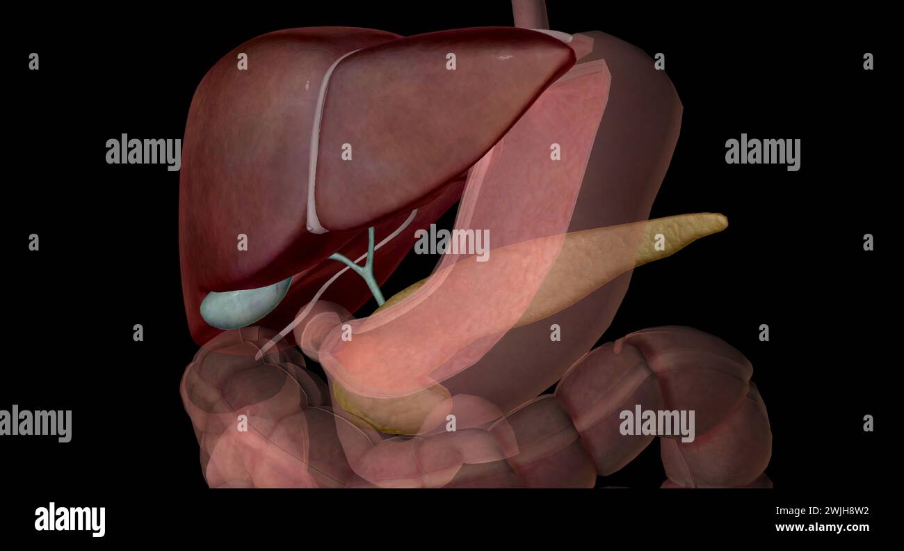 Liver gall bladder, and the pancreas aid the processes of ingestion
