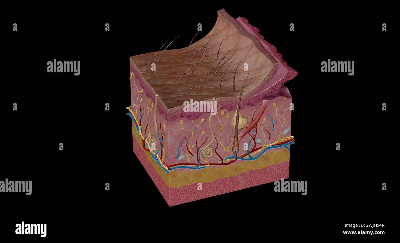 Human nerve tissue microscopy hi-res stock photography and images - Alamy
