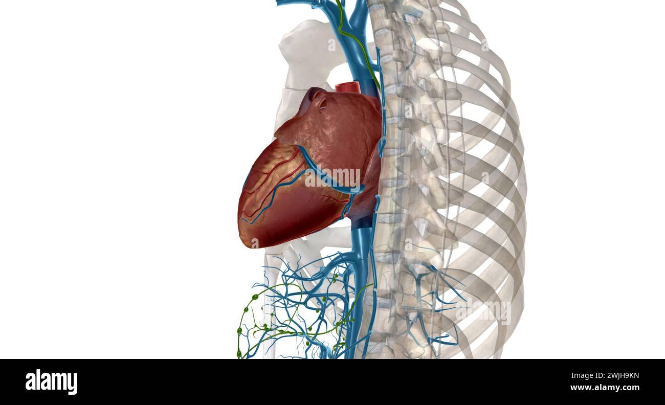 Interstitial fluid is collected by lymph capillaries from the interstitial space. Lymph then moves through lymphatic vessels to lymph nodes. 3D render Stock Photo