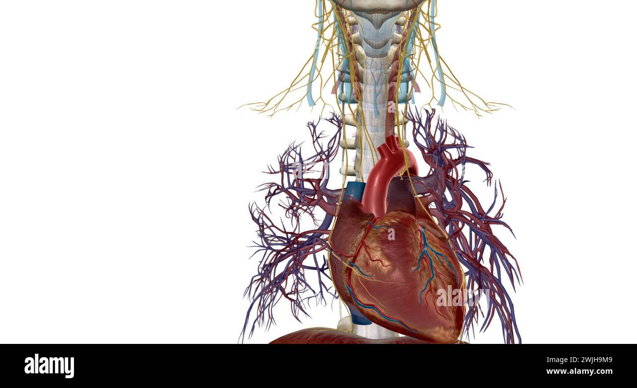 Peripheral nerves, they relay information between your brain and the