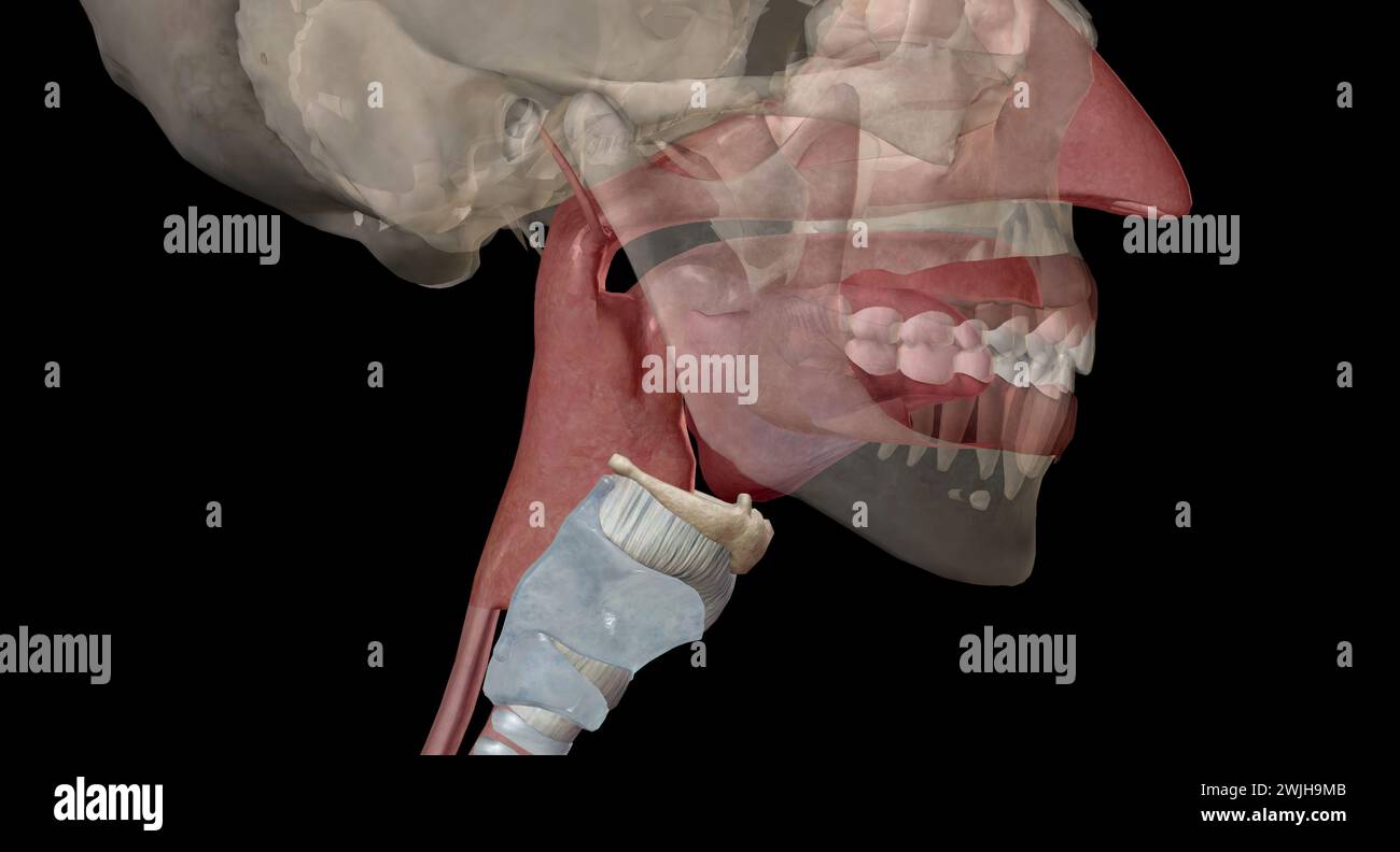 The pharynx is a membrane lined cavity present behind the nose and the ...