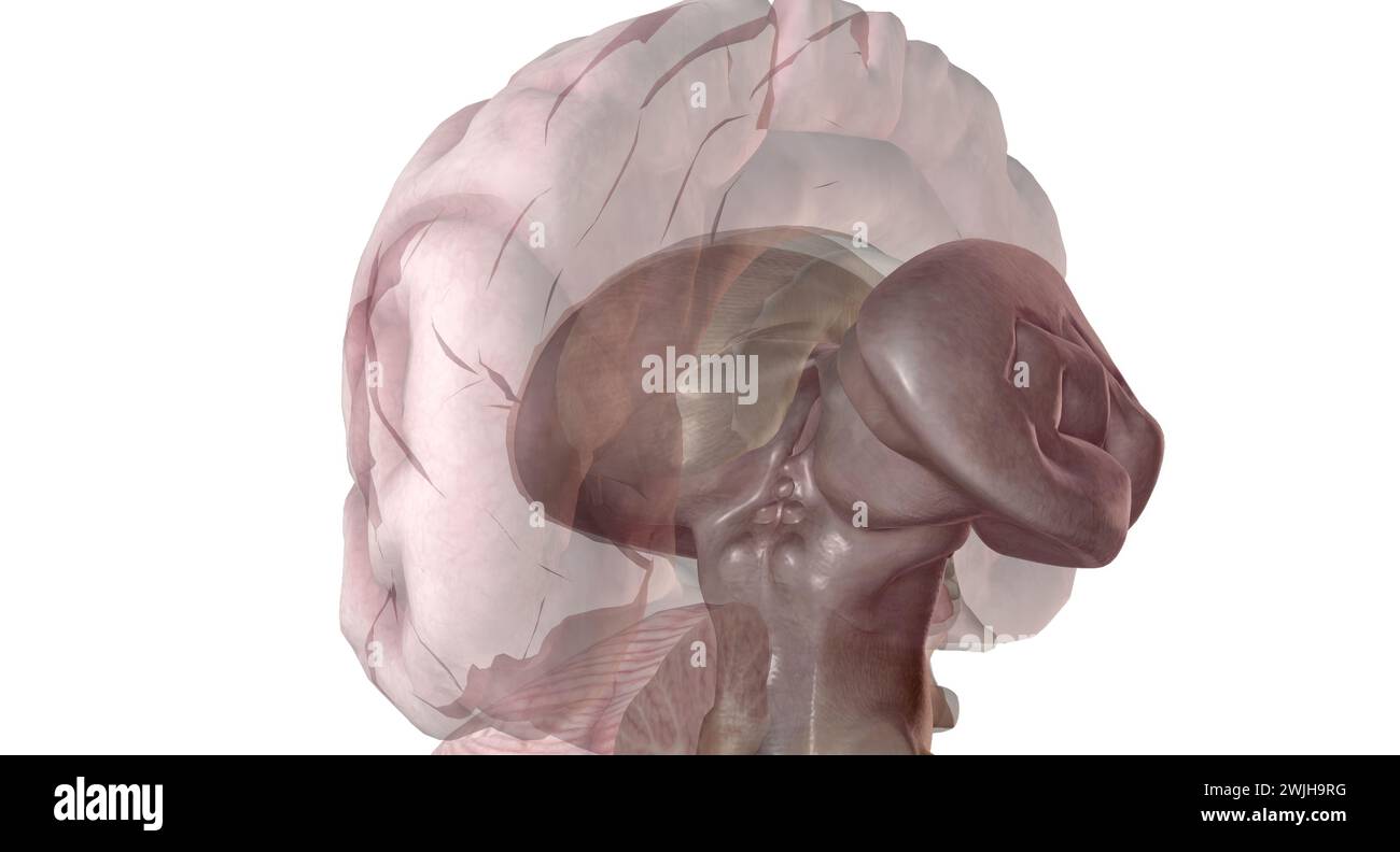 The pineal gland produces melatonin, a serotonin derived hormone which