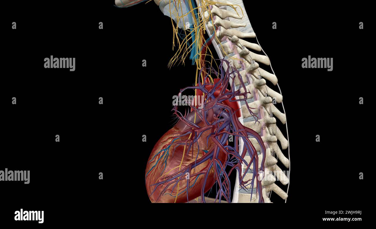 Peripheral nerves, they relay information between your brain and the