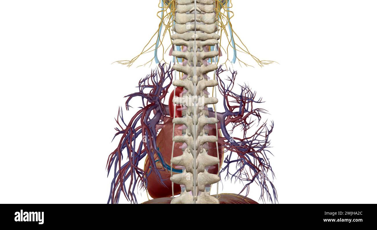 Peripheral nerves, they relay information between your brain and the