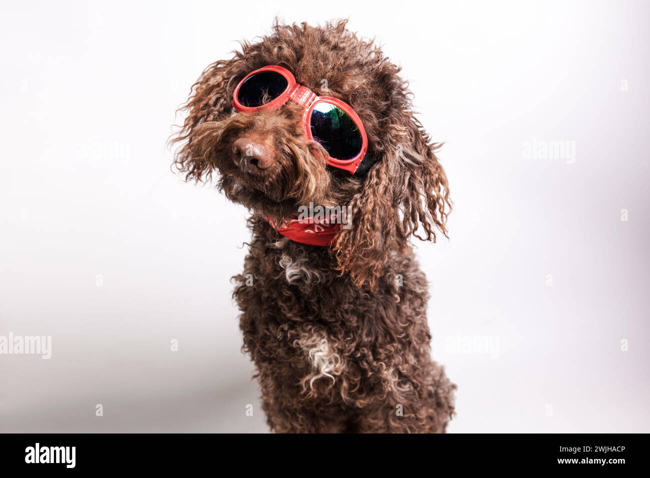 Poodle wearing oversized red glasses on a white background Stock Photo ...