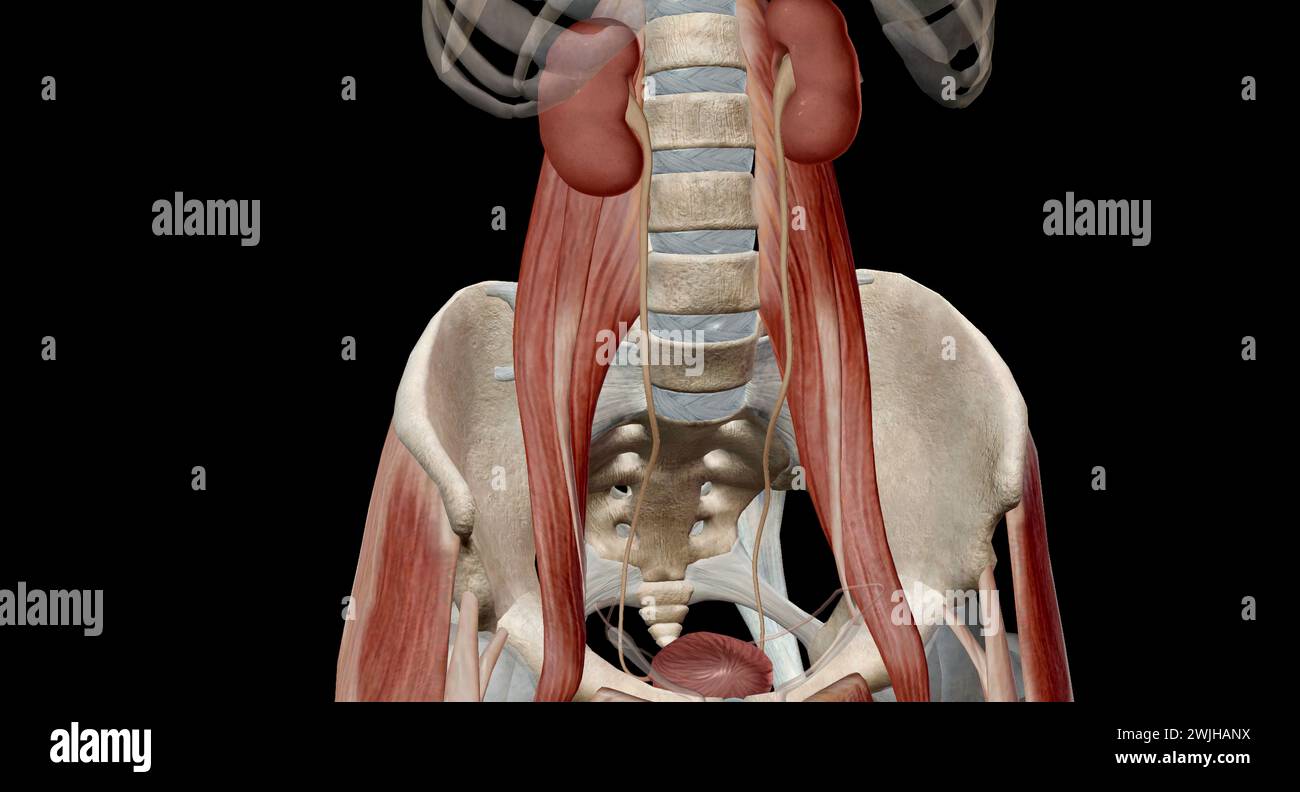Healthy kidneys filter about a half cup of blood every minute, removing