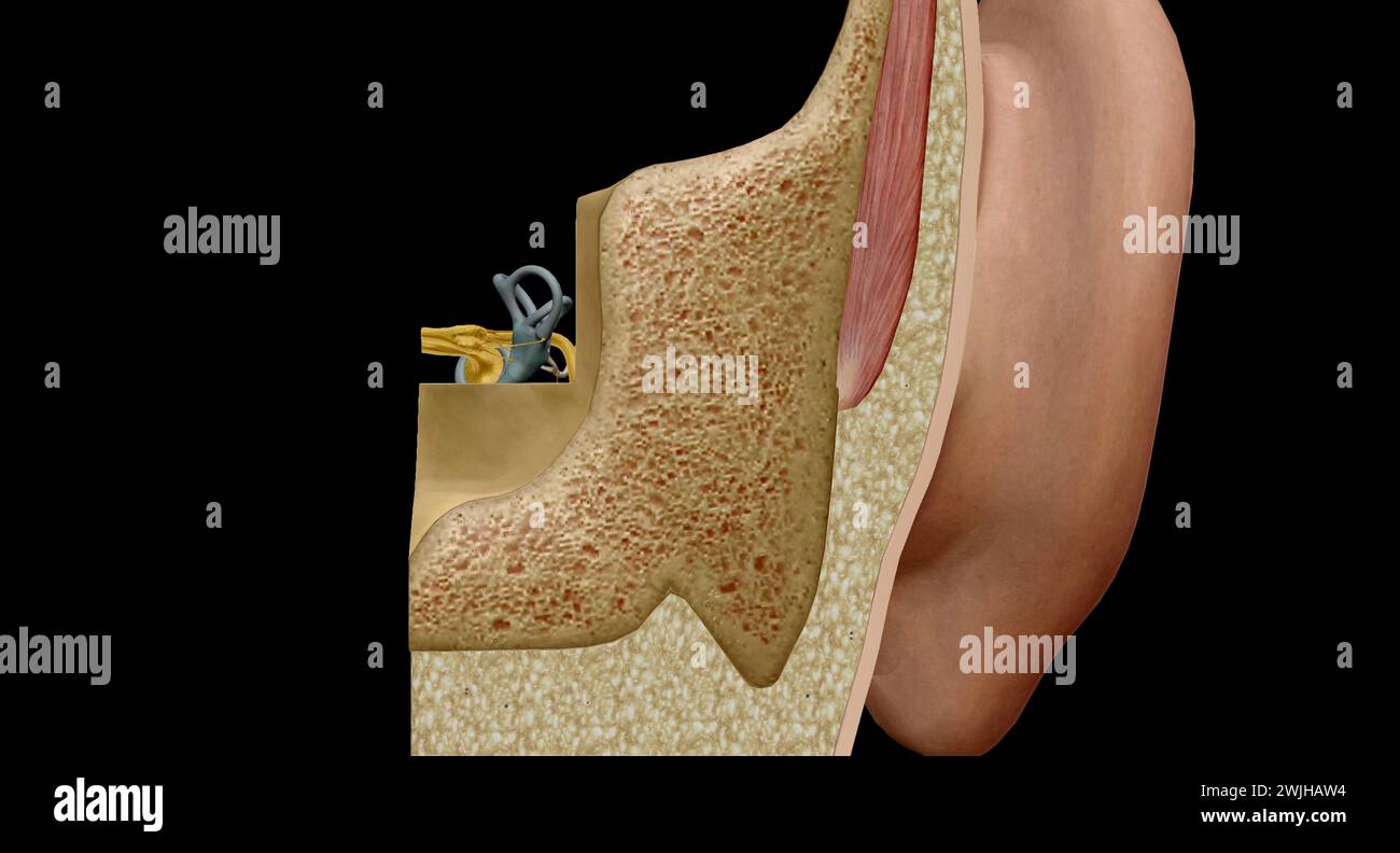 An ear is the organ that enables hearing and, in mammals, body balance using the vestibular system. 3D rendering Stock Photo