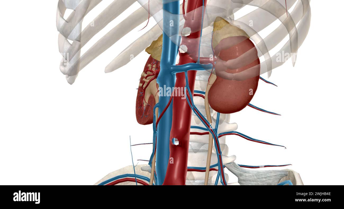 The renal eries are large blood vessels that carry blood from your he to your kidneys. 3D rendering Stock Photo