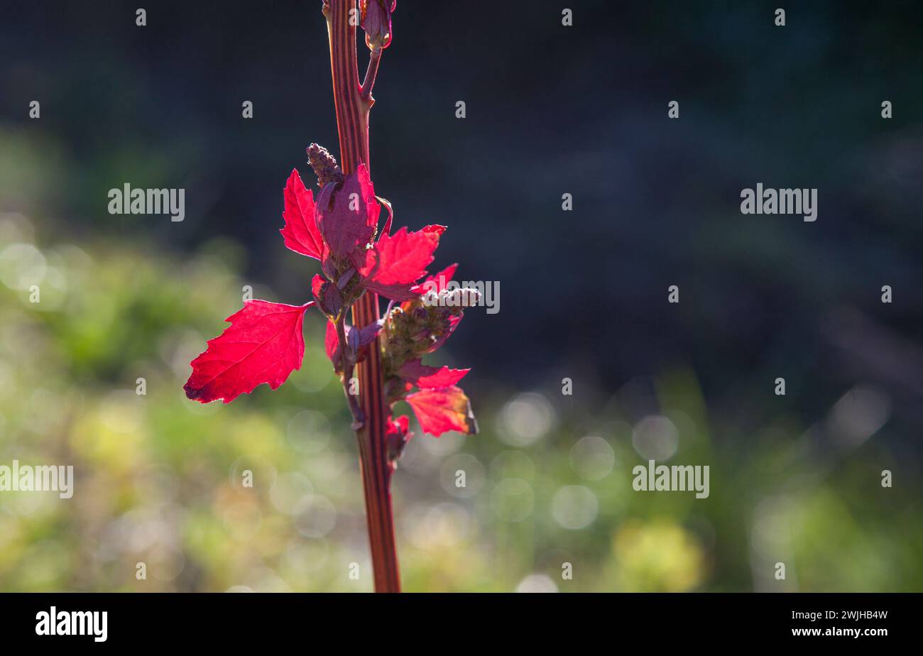 Stem and leaves of chenopodium giganteum. Selective focus Stock Photo