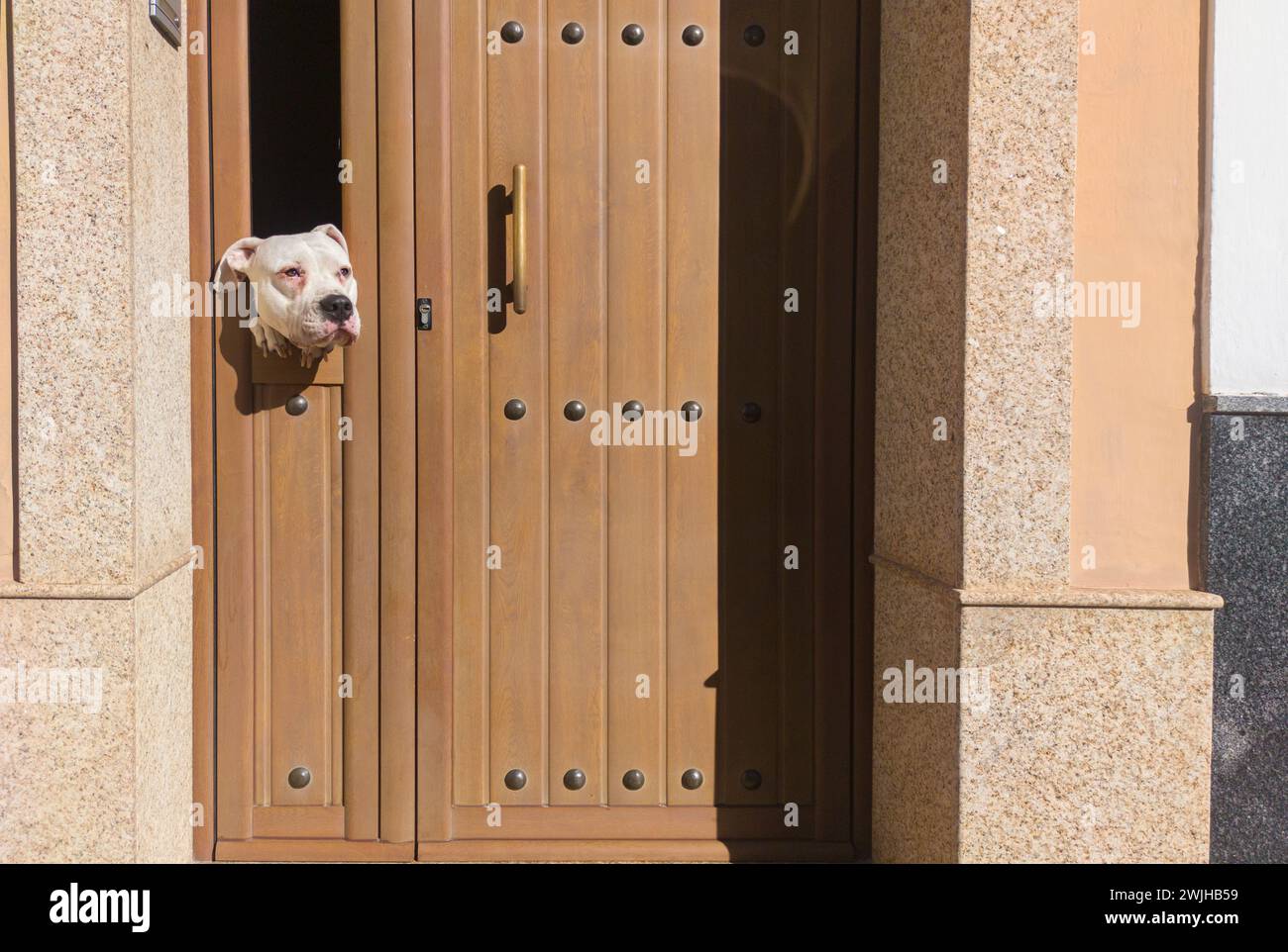 Dogo argentino dog peeking out of a street door window. Curious expression Stock Photo