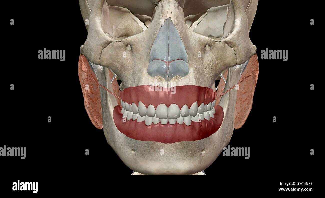 Eustachian tubes connect the middle ears to the back of your throat. They help drain fluid and equalize the air pressure inside your ears. 3D renderin Stock Photo