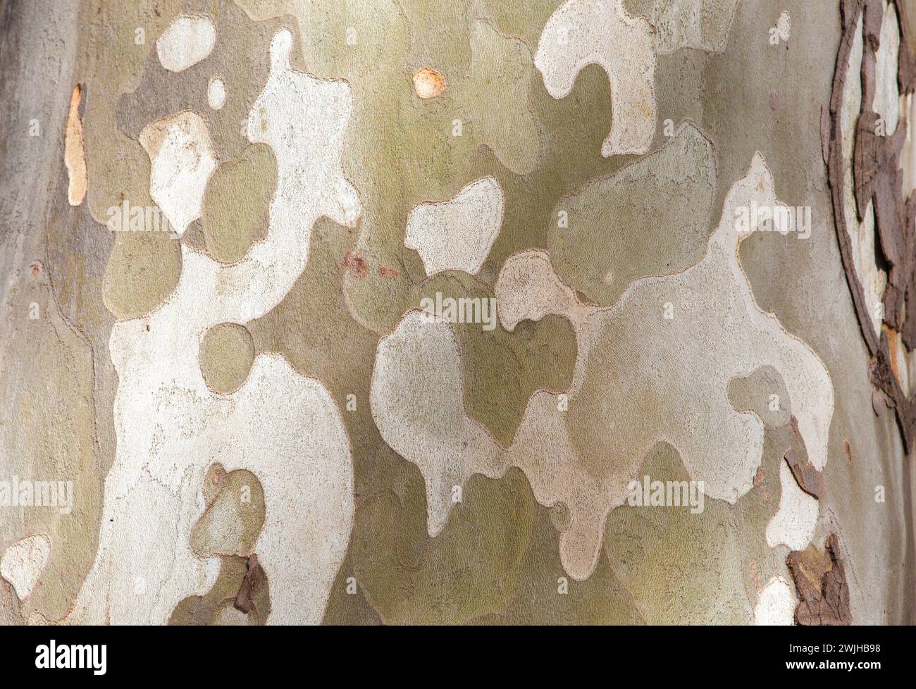 Bark peeling off in irregular scaly plates of platanus x hispanica. Selective focus Stock Photo