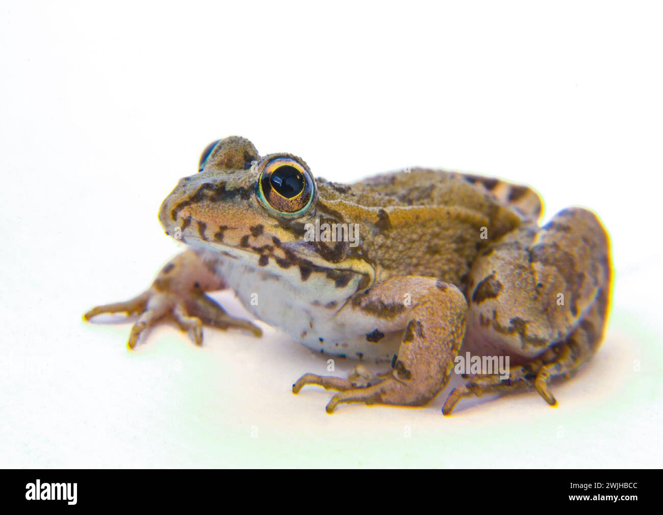 Young perez Frog or Pelophylax perez. Isoltated over white background Stock Photo