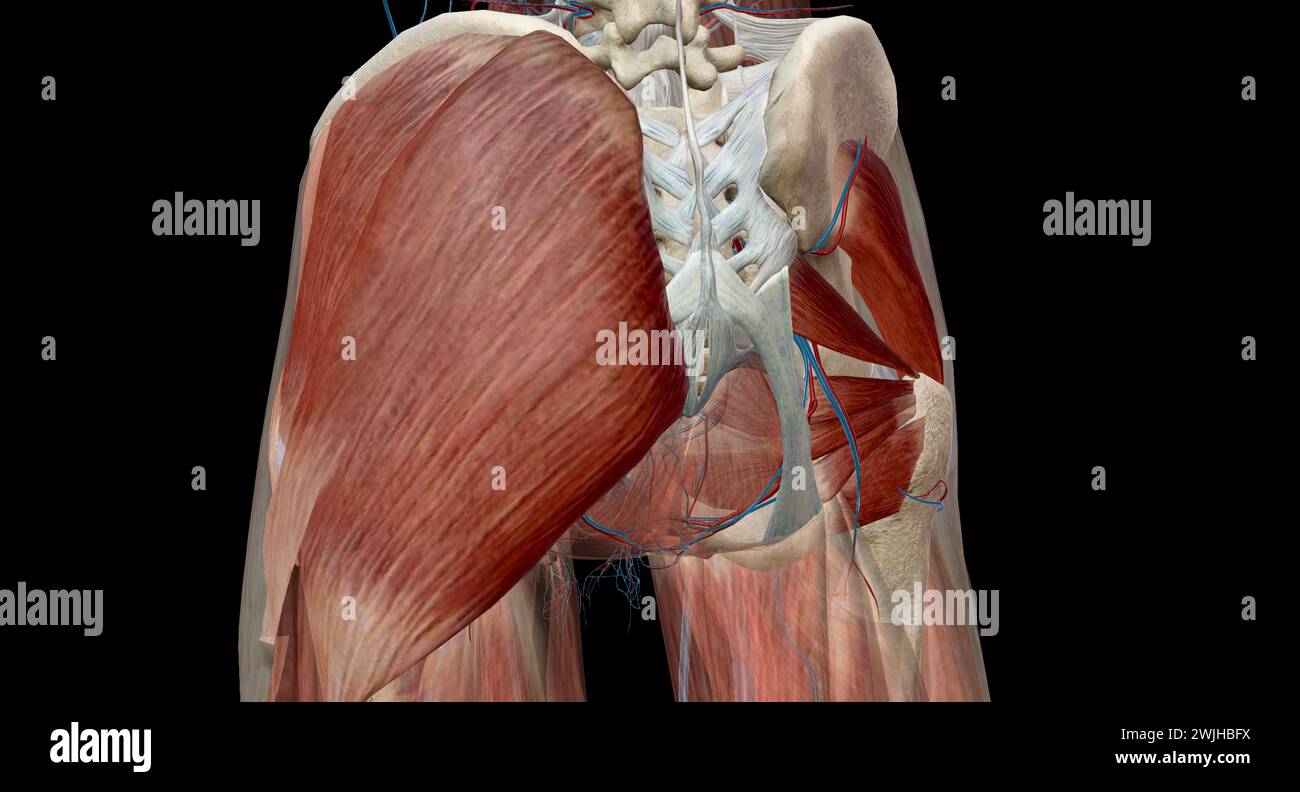 The hip joint is a ball and socket synovial joint, formed by an