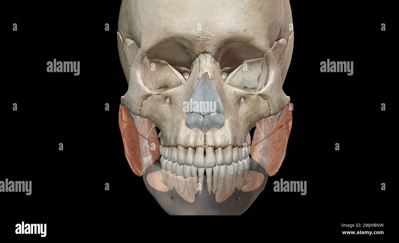 Salivary glands make saliva, which aids in digestion, keeps your mouth