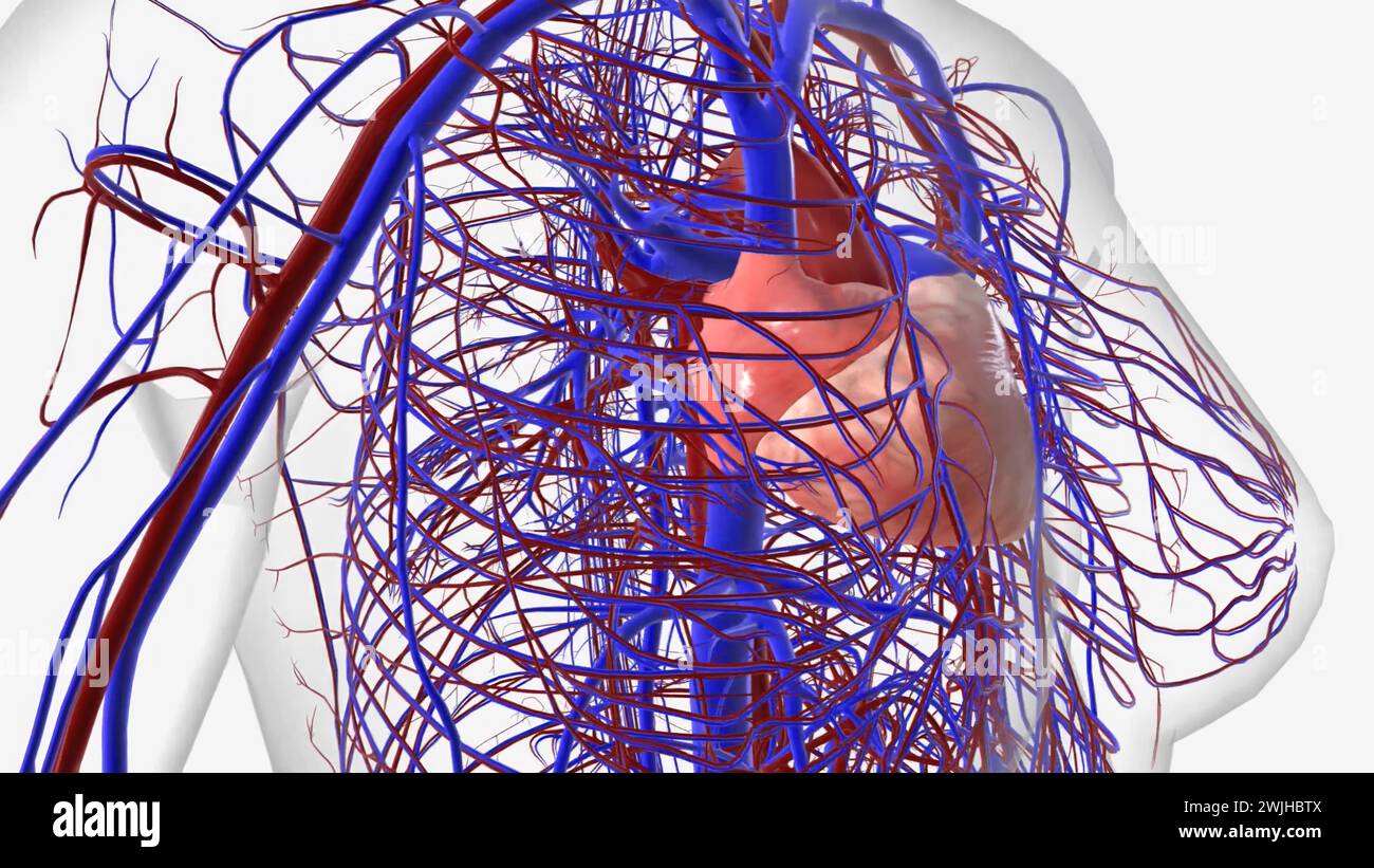 The heart is a fistsized organ that pumps blood throughout your body