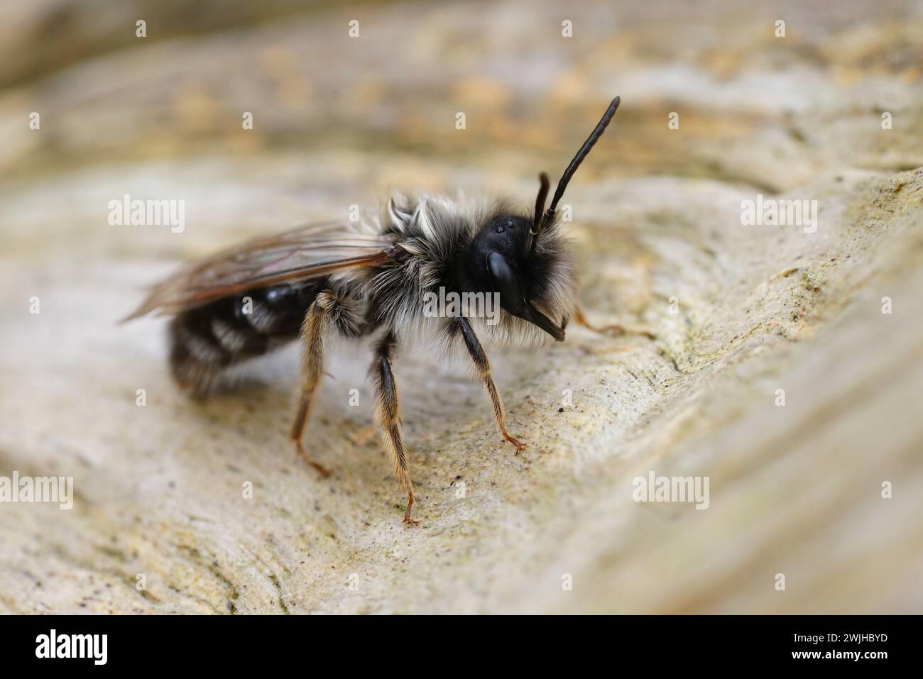 Closeup on a male Grey-backed mining bee, Andrena vaga infected with a Stylops ater parasite making it emerge too soon in the season Stock Photo