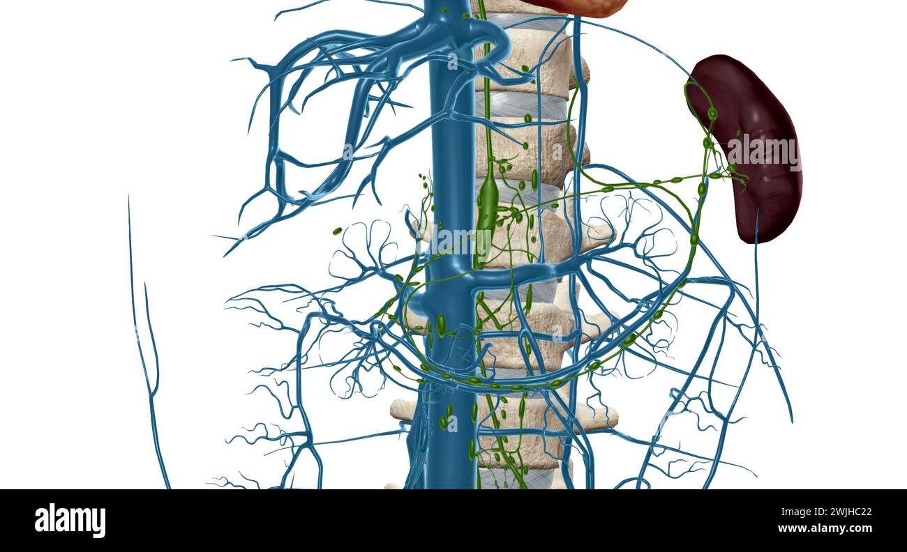 Cisterna Chyli Is An Enlarged Sac Located At The Lower End Of The 