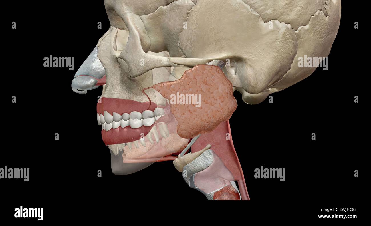 The upper gastrointestinal organs include the mouth, esophagus. 3D rendering Stock Photo