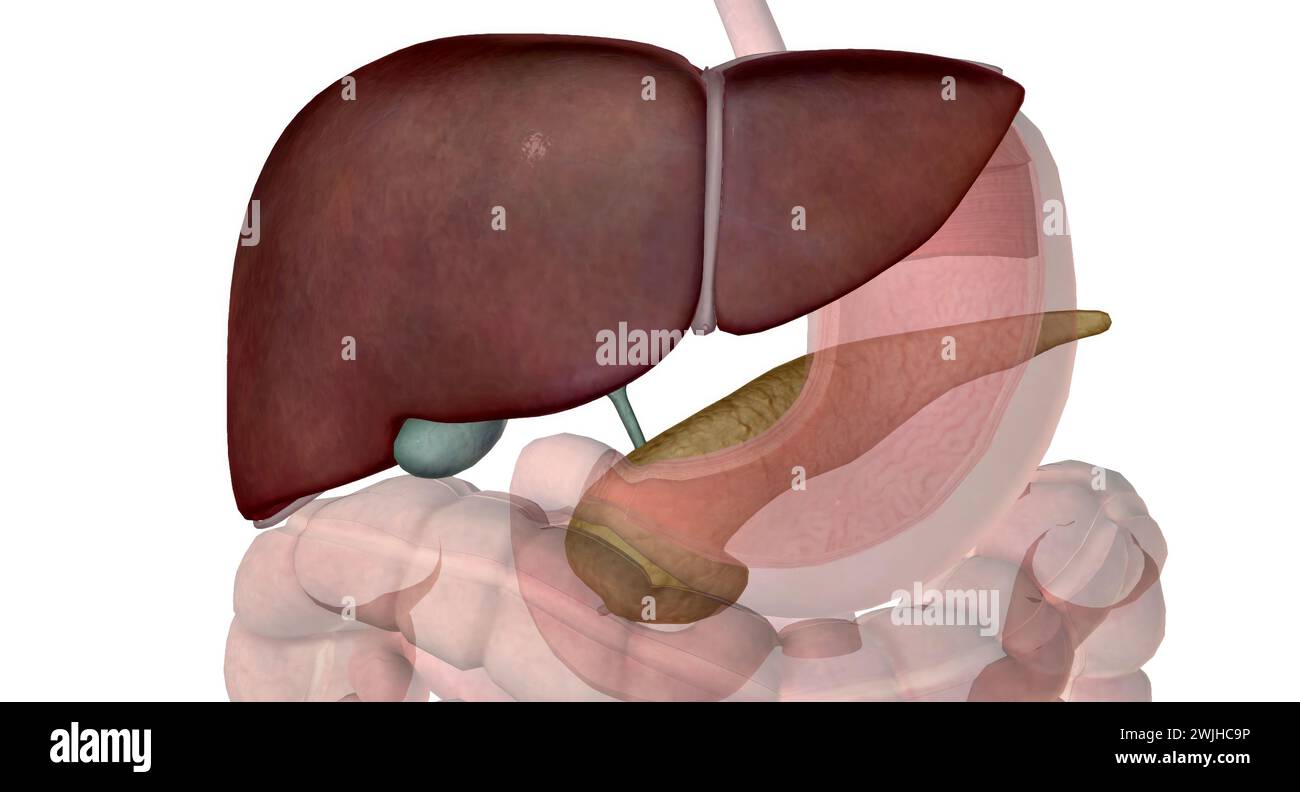 Liver gall bladder, and the pancreas aid the processes of ingestion, digestion, and absorption