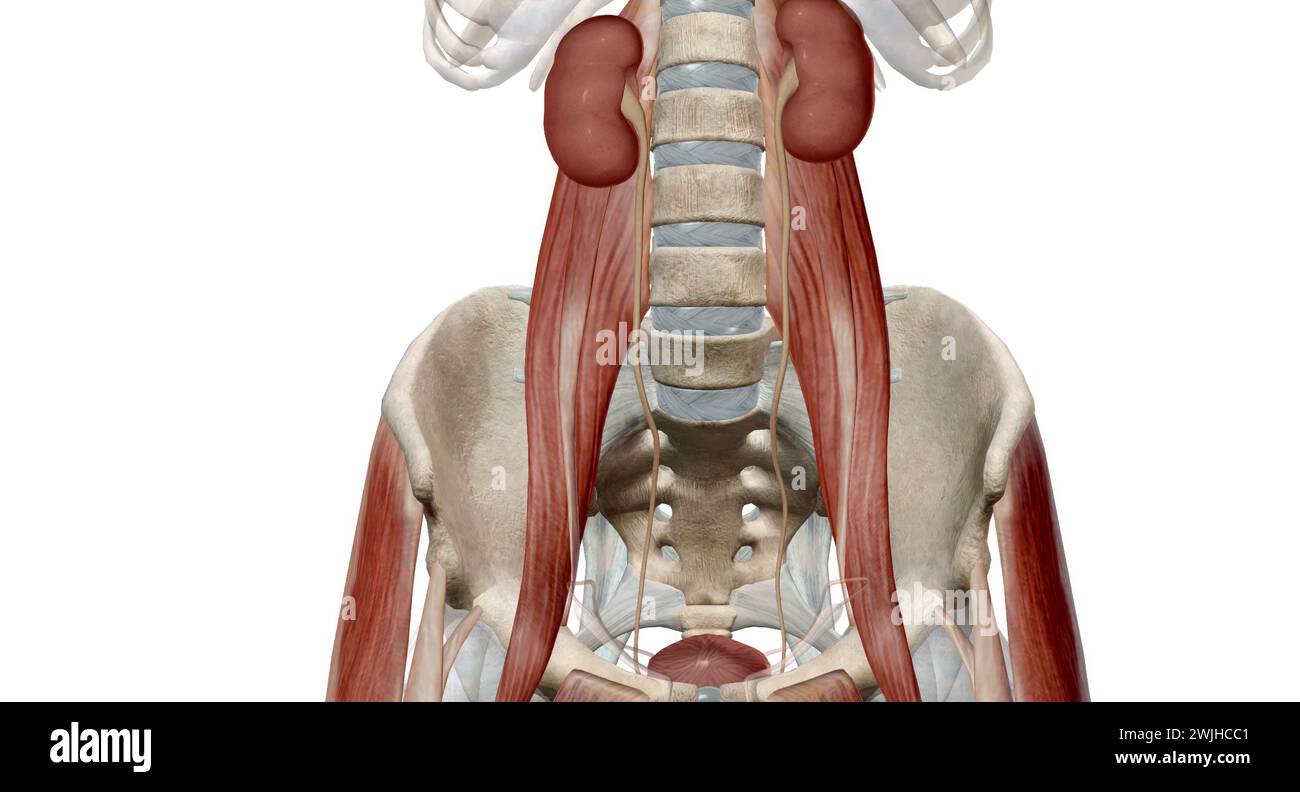 Healthy kidneys filter about a half cup of blood every minute, removing