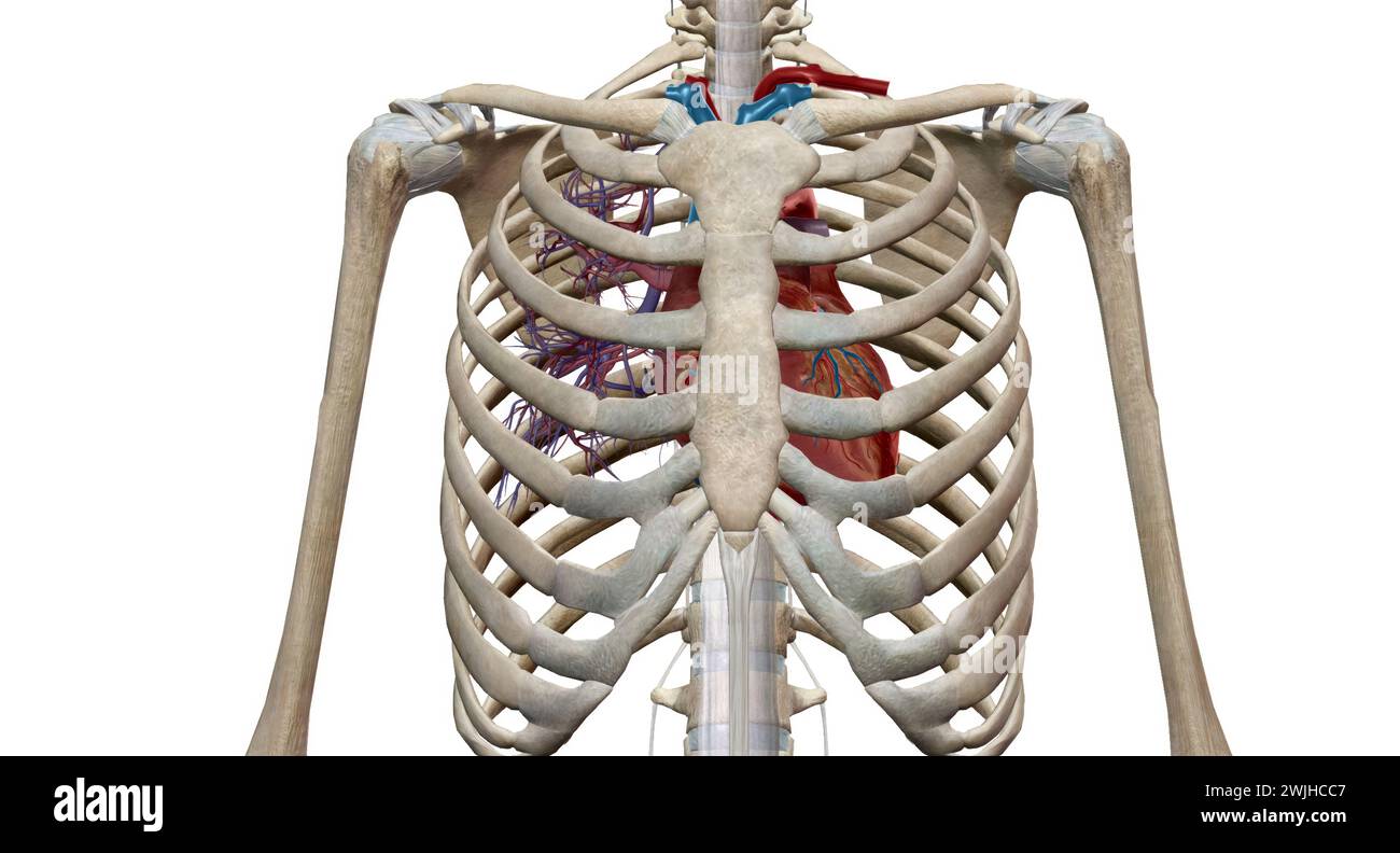 The heart is a muscular organ that circulates blood through the