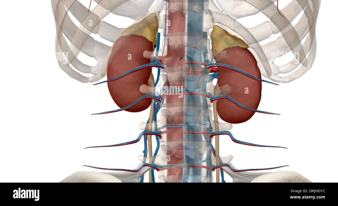 The renal eries are large blood vessels that carry blood from your he to your kidneys. 3D rendering Stock Photo
