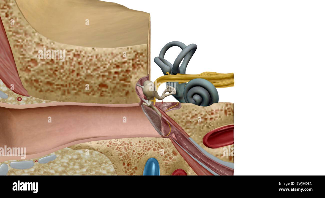inner ear, also called labyrinth of the ear, p of the ear that contains