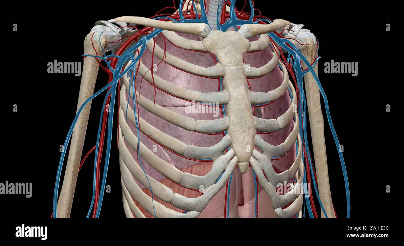 The lungs are responsible for removing carbon dioxide from the blood