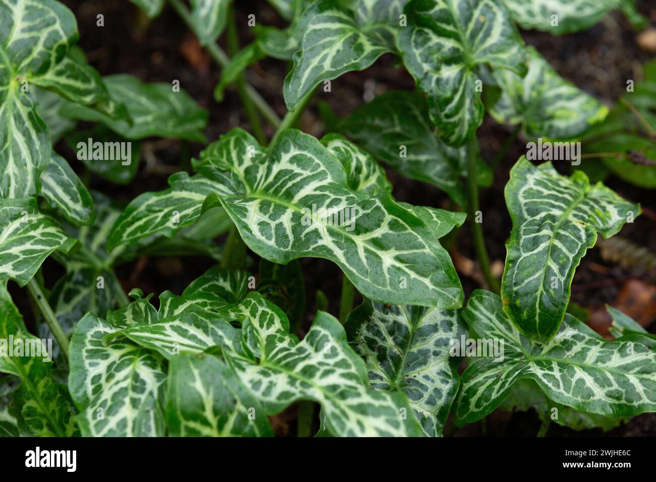 The leaves of 'Arum italicum 'Pictum'. These dark, glossy, leaves with cream veins are on show in autumn and winter. Stock Photo
