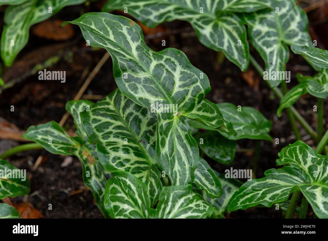 The leaves of 'Arum italicum 'Pictum'. These dark, glossy, leaves with cream veins are on show in autumn and winter. Stock Photo