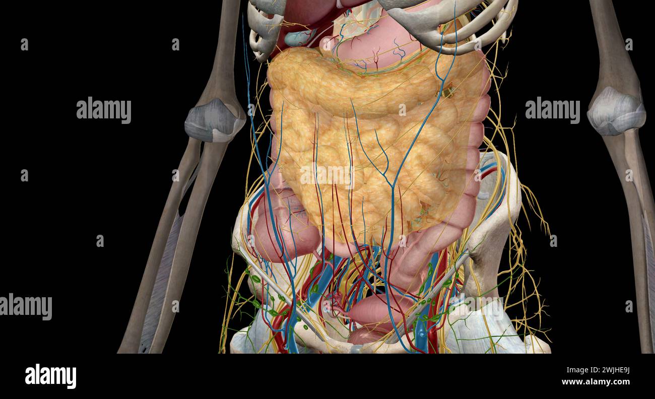 Intestine Rendering Ileum endoscopy hi-res stock photography and images - Alamy