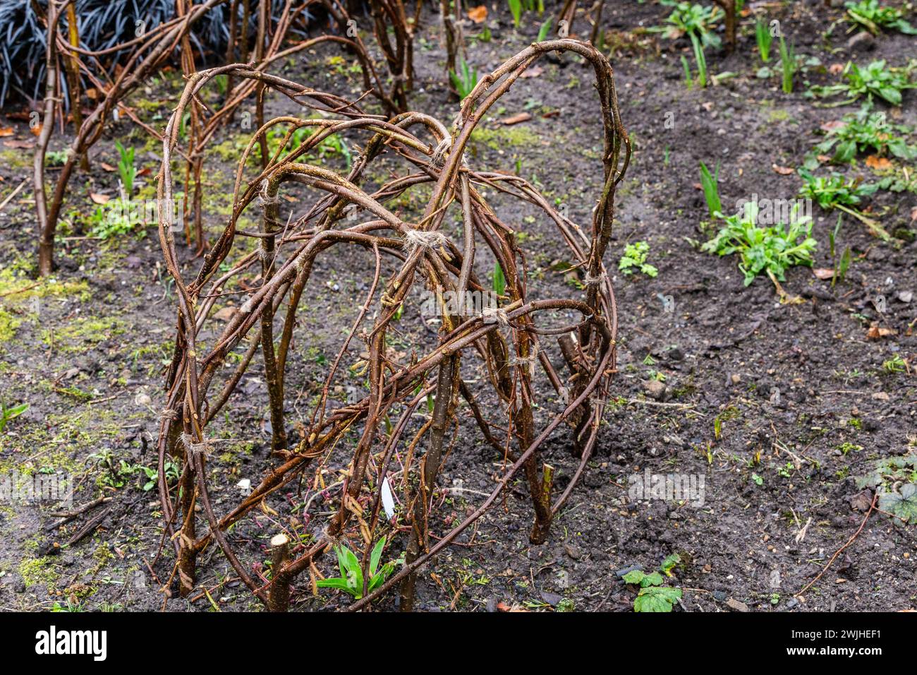 Plant supports made from Hazel tree branches Stock Photo Alamy