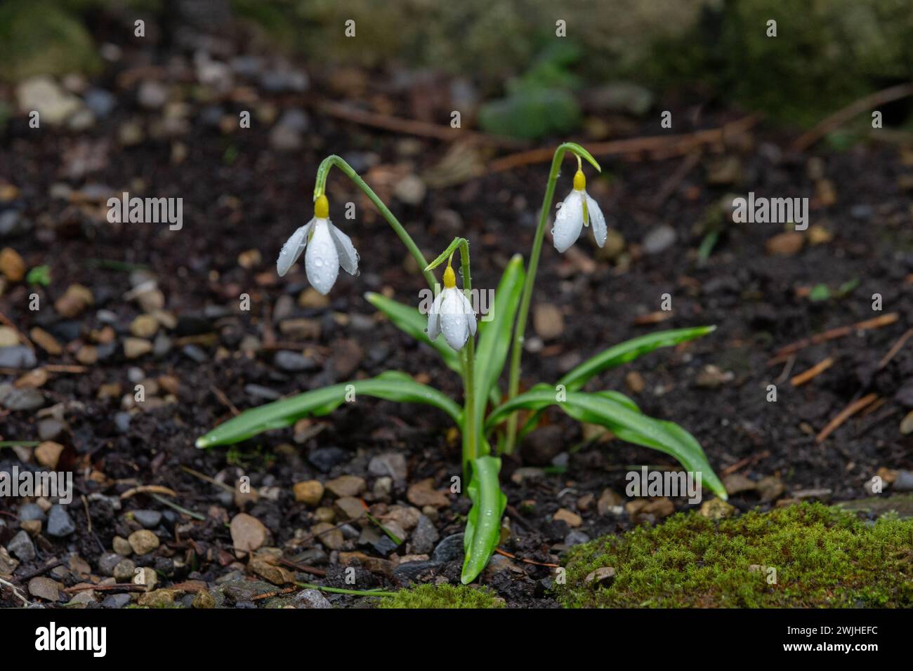 Snowdrop (Galanthus Plicatus) 'Wendy's Gold'. Stock Photo
