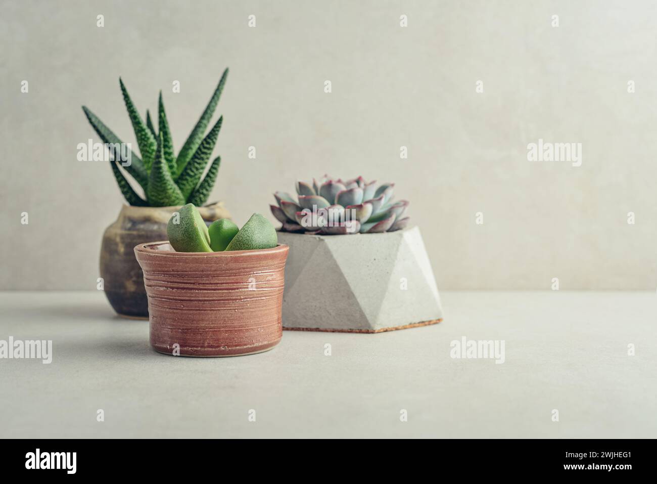 Haworthia, Lithops, Echeveria, Aloe. Houseplants (succulents) in pots on a light background Stock Photo