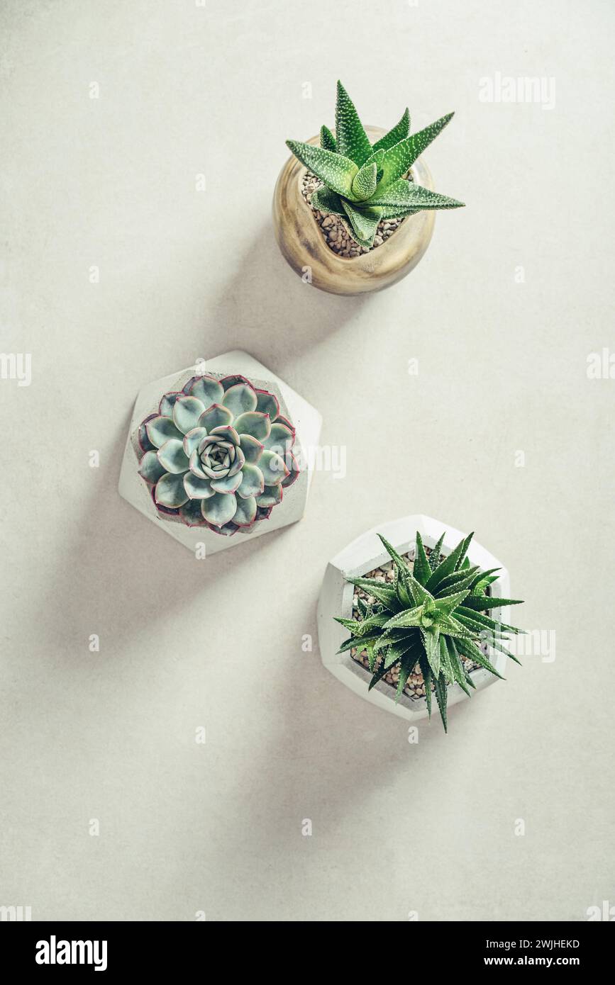 Haworthia,  Echeveria, Aloe. Houseplants (succulents) in pots on a light background, top view Stock Photo