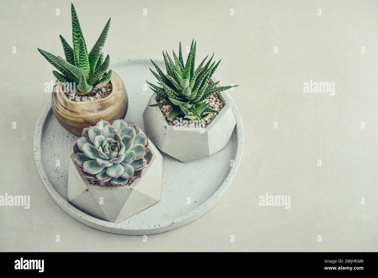 Haworthia, Echeveria, Aloe. Houseplants (succulents) in pots on tray on a light background Stock Photo