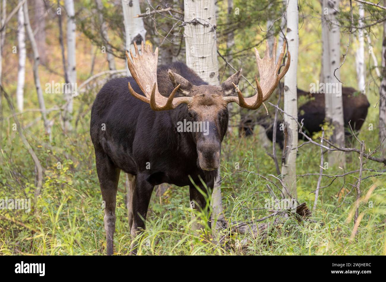 Bull Moose During the Fall Rut in Wyoming Stock Photo - Alamy