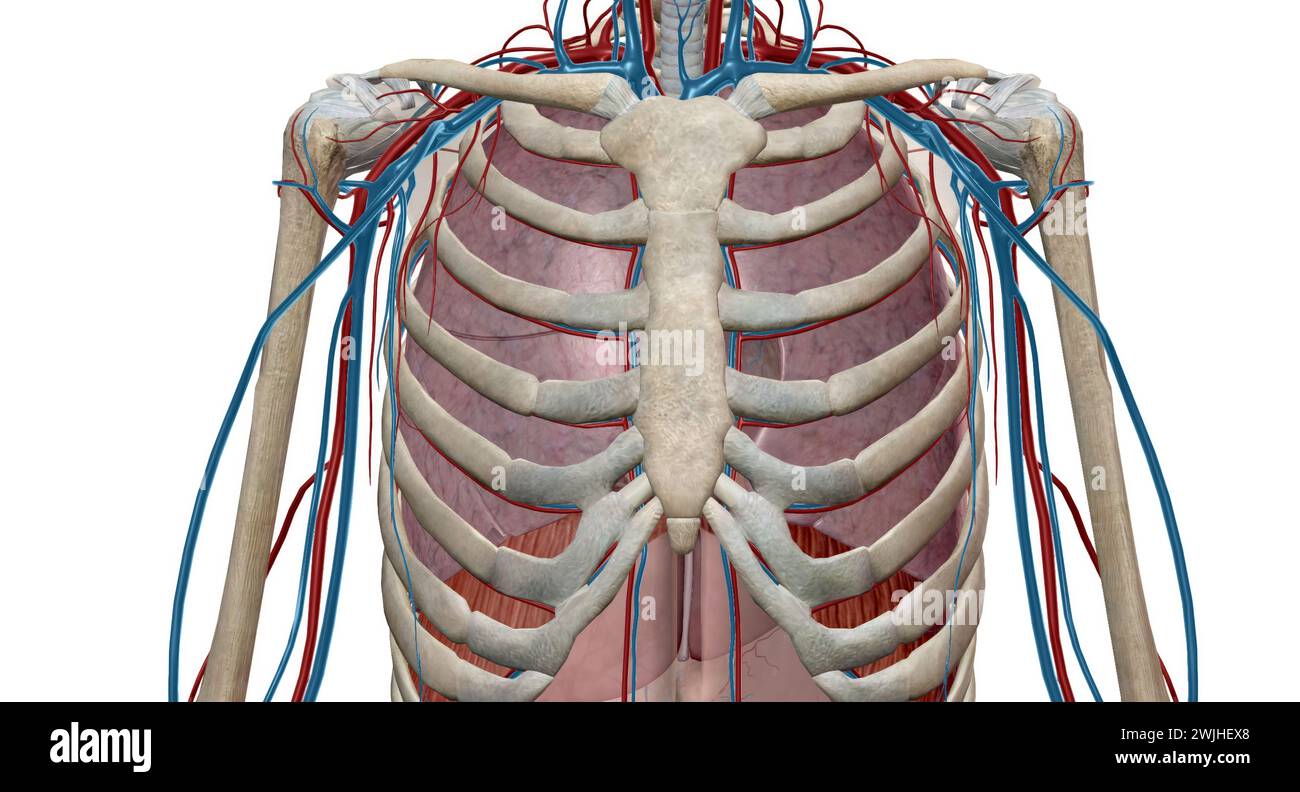 The lungs are responsible for removing carbon dioxide from the blood and adding oxygen to it. The heart and lungs work together to do this. 3D renderi Stock Photo