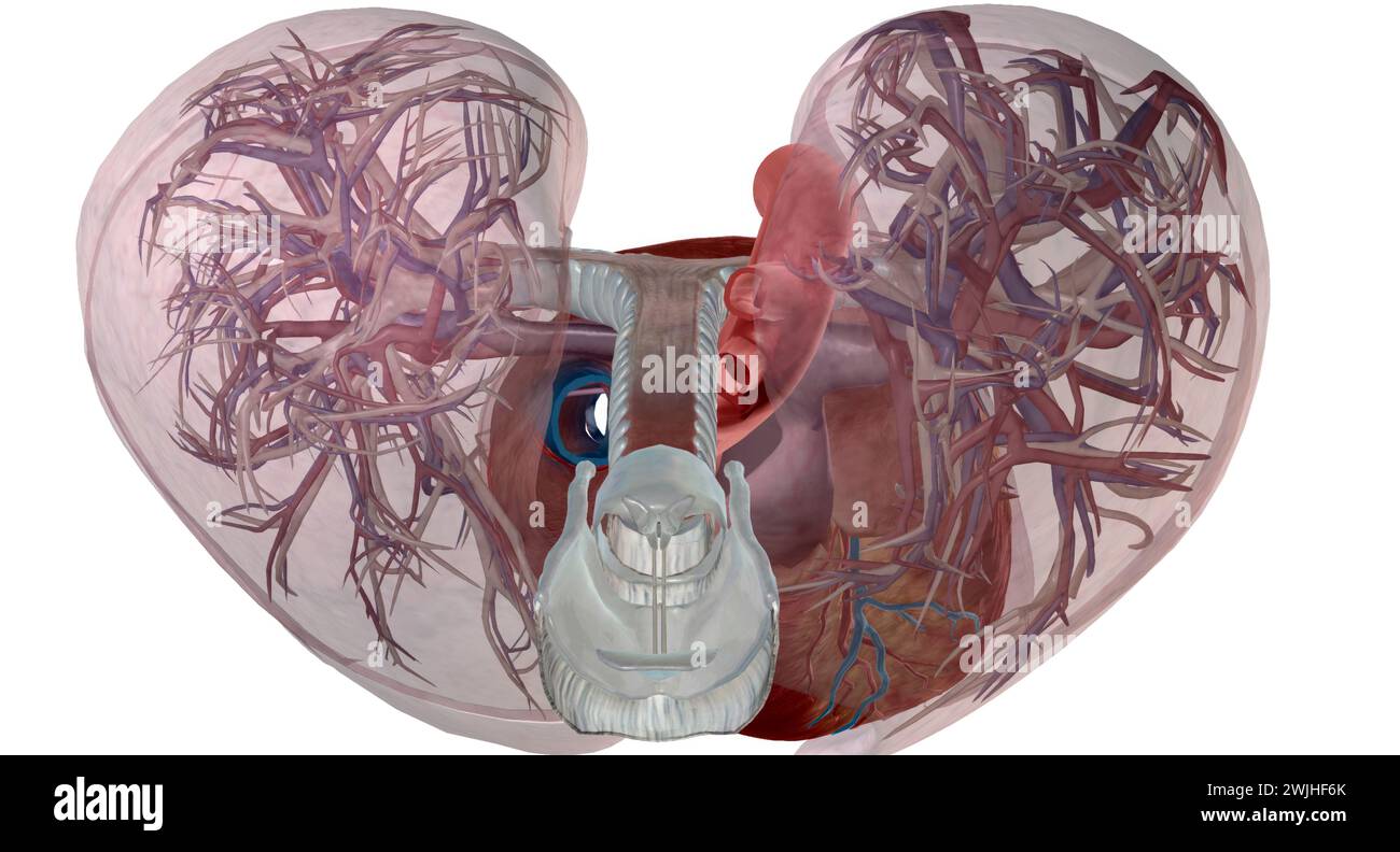 pulmonary circulation, system of blood vessels that forms a closed