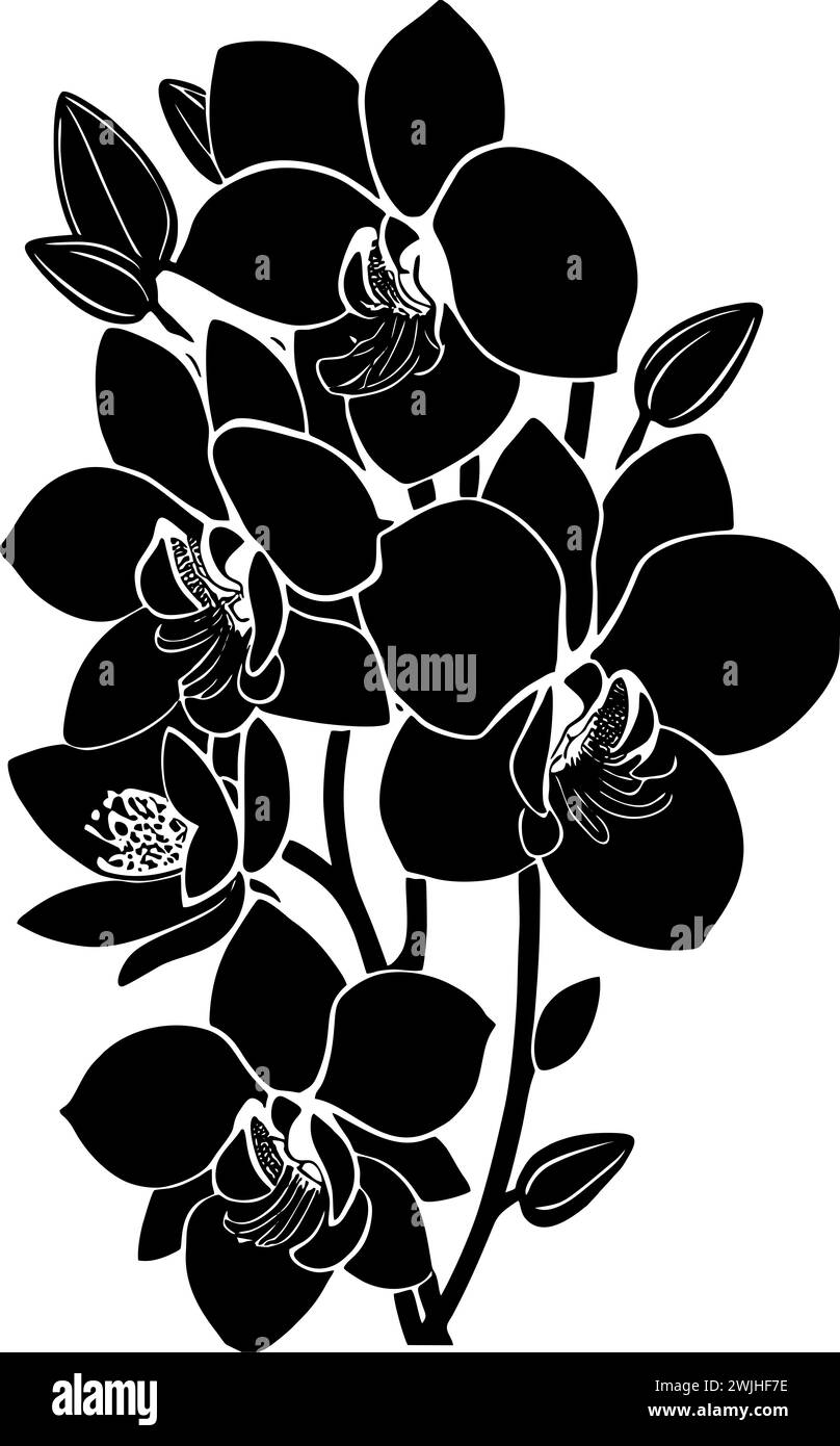 simple black outline drawing silhouette of orchid flower, design Stock Photo