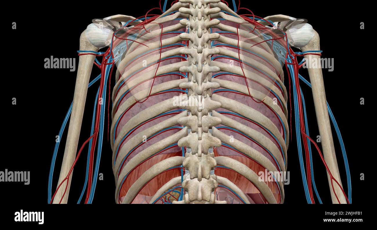 The lungs are responsible for removing carbon dioxide from the blood