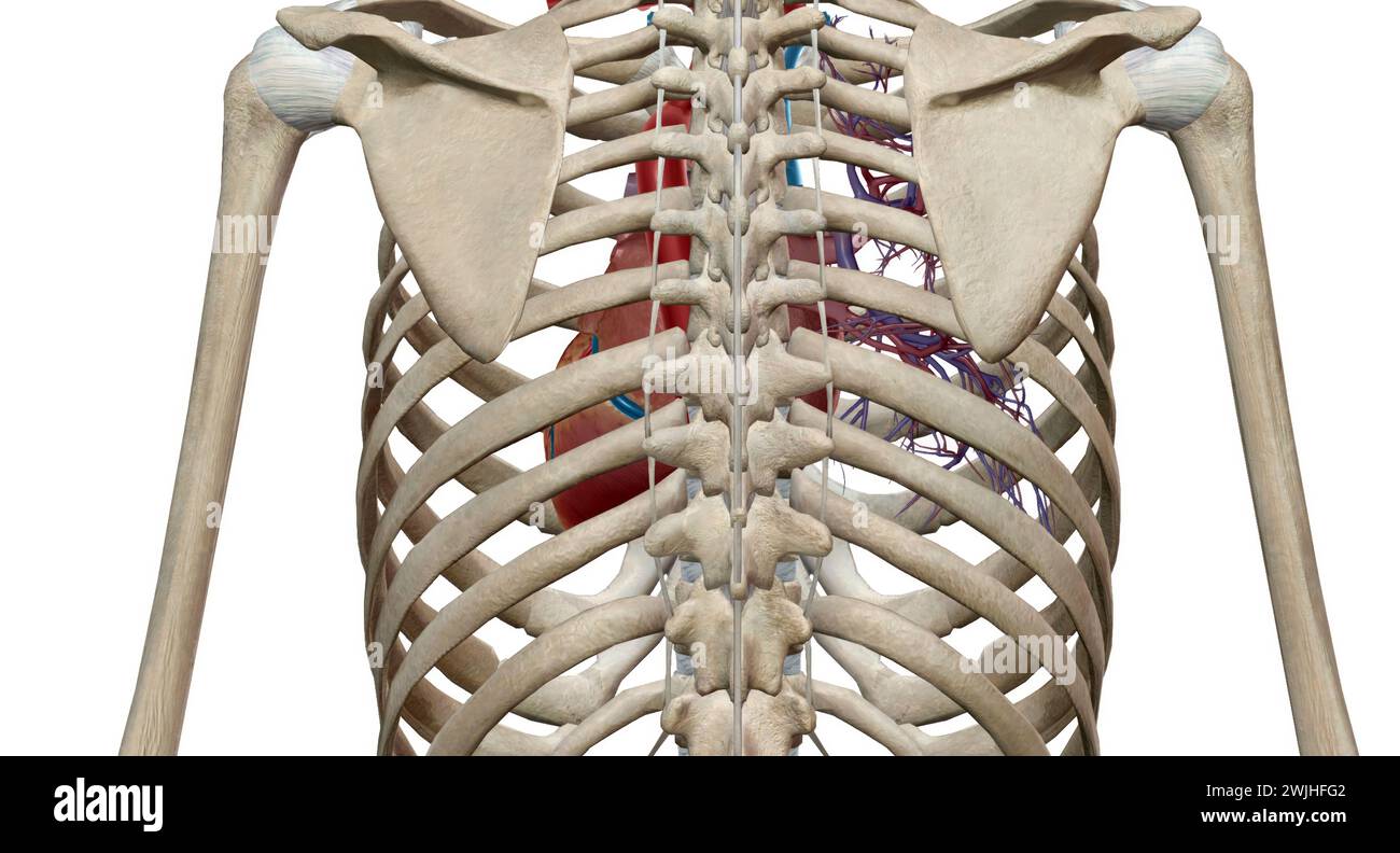 The heart is a muscular organ that circulates blood through the