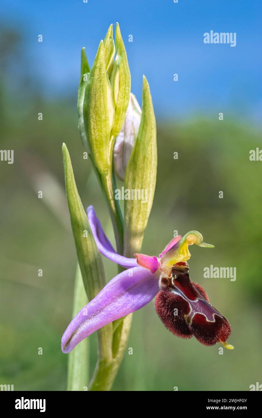 Ophrys xvespertilio (Ophrys apifera × Ophrys bertolonii), Orchidaceae. Natural hybrid. Wild european orchid. Rare plant. Italy, Tuscany. Stock Photo
