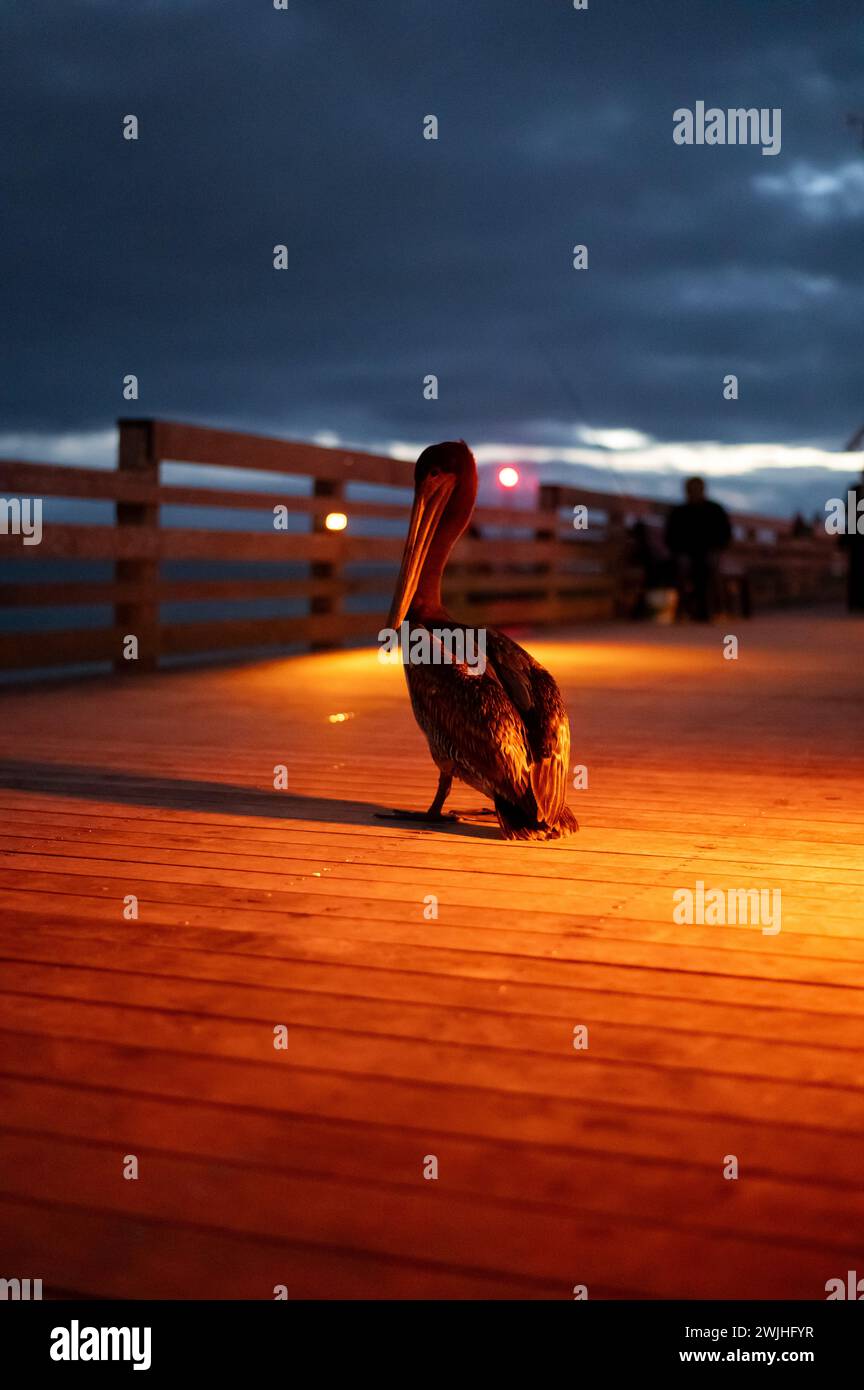A majestic brown pelican in Venice Florida Stock Photo - Alamy
