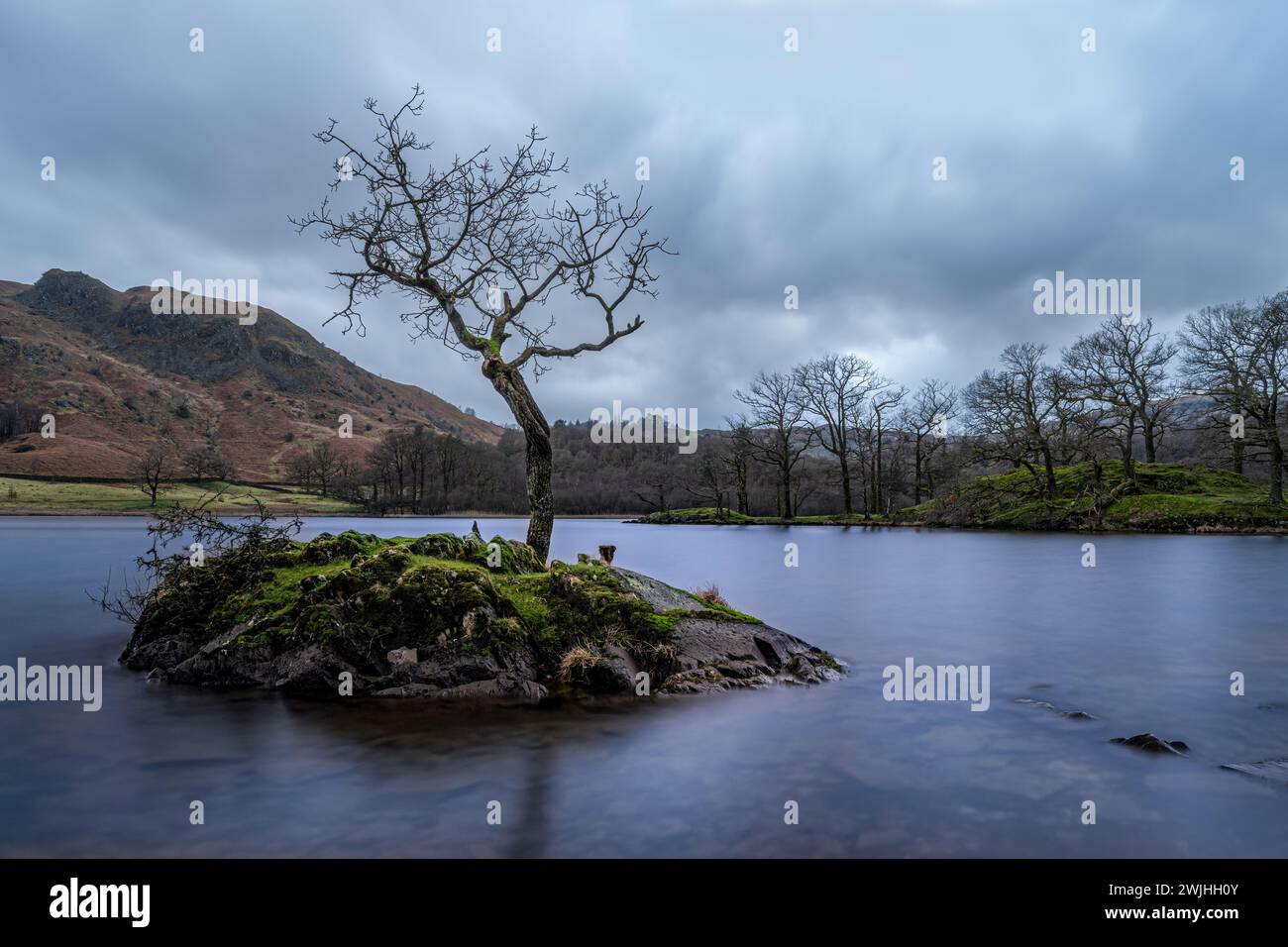 Tree rydal hi-res stock photography and images - Alamy