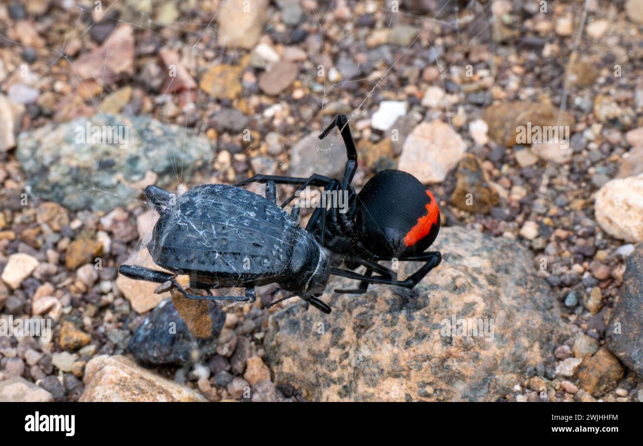 Female Redback Spider eating beetles, Oman Stock Photo